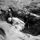 A Marine takes a nap while his Doberman, Butch, stands guard, Iwo Jima, February 1945.