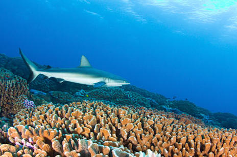 Like other reef sharks, the gray reef shark has a broad, round snout and large eyes, and is a very fast and agile predator. An aggressive shark, it tends to dominate other reef sharks in its territory. When threatened, the gray reef shark hunches its back, lowers its fins and swims in a side to side motion. This species is common to coral reefs in the Indo-Pacific.