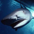 A tiger shark swims below a diver's cage.