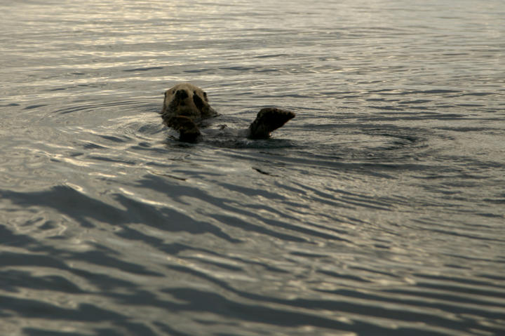 An otter frolics in the waters of Alaska.
