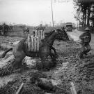 Despite their ability to bear tremendous burdens these mules struggle in the mud under the weight of artillery shells near Ypres on the Western Front, August 1917.