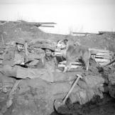 During the Great War dogs were used mostly as messenger dogs and to help with the wounded and missing on the battlefield. Here a trench dog of the 10th Battalion, Manchester Regiment awaits his message and orders, January, 1918.