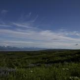 Colorful wild flowers dot the landscape of Alaska.