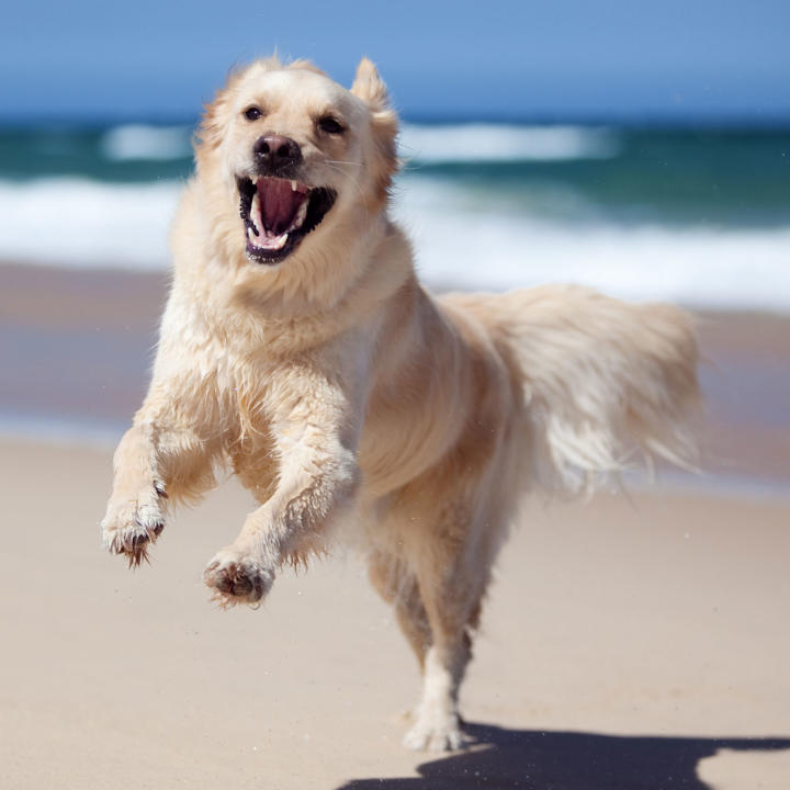 Healthy Dogs Healthy Dogs Animal