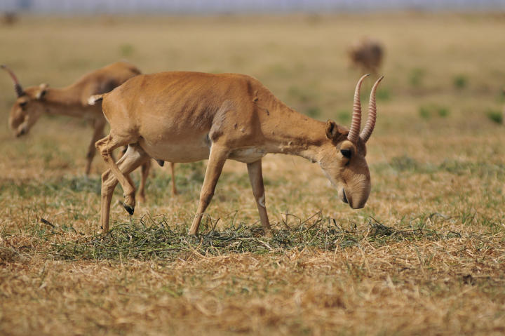 Saiga antelope