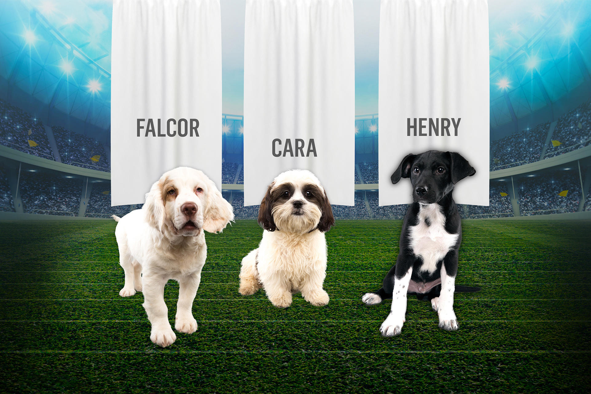 Puppy Bowl XI MVP Puppy Bowl Animal