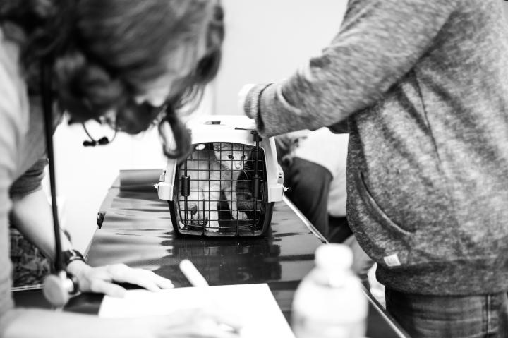 All animals get a medical check up upon arrival.
