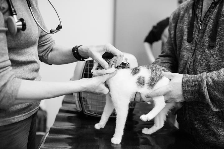 Another kitten gets a check-up.