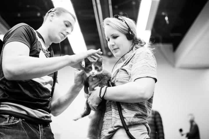 Production Assitants helping a kitten with her collar.