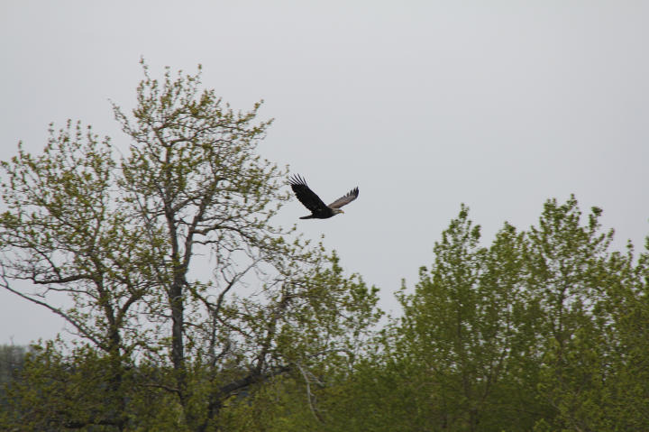 An eagle soars over the treetops.