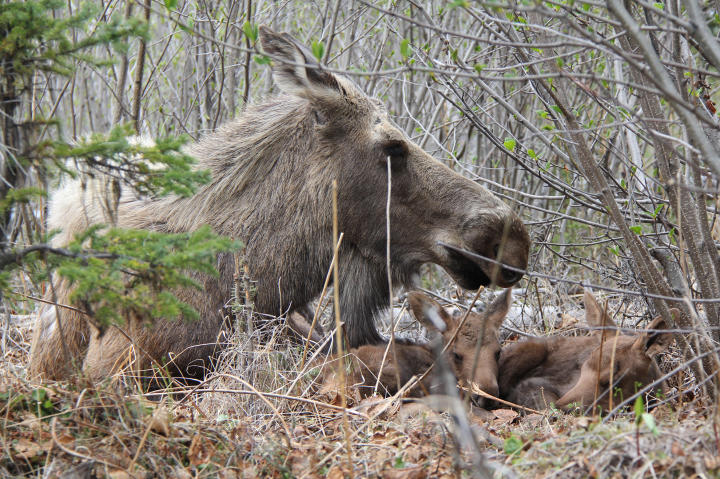 A mother moose and her offspring rest under the cover of a tree.