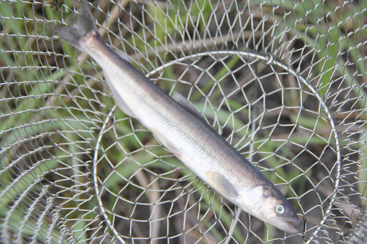 Catch of the day