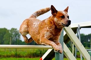 Some are small and stubborn while others are large and laid back. All are stars of the doggie world in their own right. Get to know some of the breeds featured in Dogs 101!