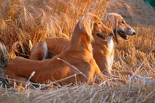 Saluki