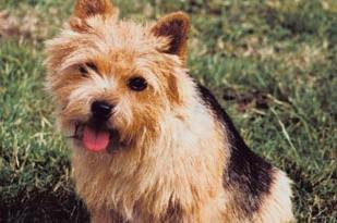 Norwich Terrier