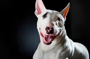 Bull Terrier