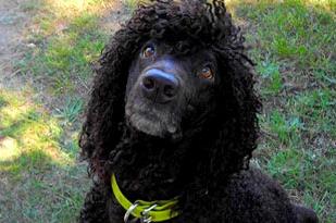 Irish Water Spaniel