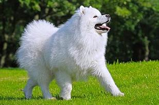 Samoyed