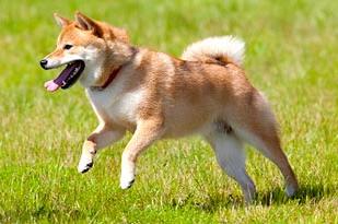 Shiba Inu
