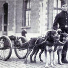 It was not just horses and mules that were used during the First World War to transport guns and gear. Here draft dogs are at the ready to bring "quick-firing" guns to the frontline.