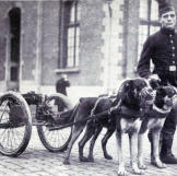 It was not just horses and mules that were used during the First World War to transport guns and gear. Here draft dogs are at the ready to bring "quick-firing" guns to the frontline.