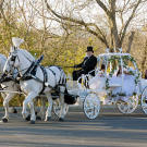For American gypsy brides, the preferred method of wedding day transportation is horse and carriage. You can take one on a highway, right?