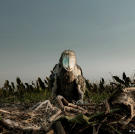 A shoebill chick, filmed in the nest for the first time. These extraordinary birds proved very difficult to find; it took six months of research, a week on the ground to pinpoint the location and then two days to cut a path to the nest. But by using remote cameras so as not to disturb these vulnerable birds, the Africa crew revealed previously undocumented, and at times disturbing behavior.