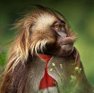 Eye-to-eye with a magnificent male gelada. These "bleeding heart baboons" are unique to the Ethiopian highlands, the so-called "Roof of Africa." Temperatures up here often drop below freezing so geladas are dressed for the cold weather, in spectacular billowing coats. The bright red "bleeding" heart of the male indicates virility, attracting females and dissuading rivals.