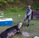 Mark hauls a boar.