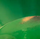 When watching Gold Rush, Jungle Gold and Bering Sea Gold have you ever wondered, "How did the gold get there?" Or perhaps, "Aside from tiaras and such, what happens to it when it's sold and used?"