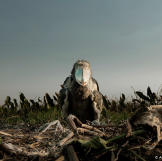 A shoebill chick, filmed in the nest for the first time. These extraordinary birds proved very difficult to find; it took six months of research, a week on the ground to pinpoint the location and then two days to cut a path to the nest. But by using remote cameras so as not to disturb these vulnerable birds, the Africa crew revealed previously undocumented, and at times disturbing behavior.