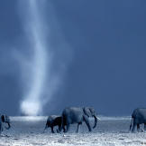 A family of African elephants cross the parched plains of Amboseli. This iconic location, in the shadow of Kilimanjaro, was hit hard by three consecutive years of drought, with tragic consequences for its famous elephants.