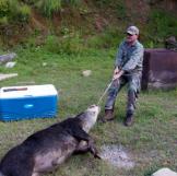 Mark hauls a boar.