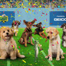 Puppy Bowl X is a wrap! The GEICO Gecko is super proud of his pups!