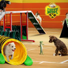 Like any good coach, the GEICO Gecko leads the pups through some agility training to prep them for the big game.