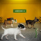 Once at the stadium, the GEICO Gecko is all business while the pups psych themselves up with their favorite tunes.