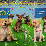Puppy Bowl X is a wrap! The GEICO Gecko is super proud of his pups!
