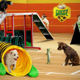 Like any good coach, the GEICO Gecko leads the pups through some agility training to prep them for the big game.