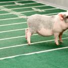 Pigs on the field!