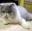 Persian kitten