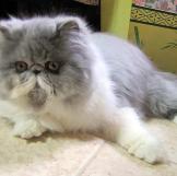 Persian kitten