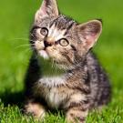 Kitten Cuteness