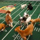 Chaos erupts on the field.