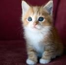 Kitten Cuteness