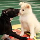Antagonizing the opponent.