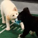 Tug o' war.