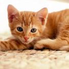 Kitten Cuteness