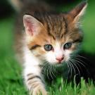 Kitten Cuteness