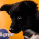 Name: Abilene