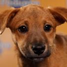 Name: Gracie